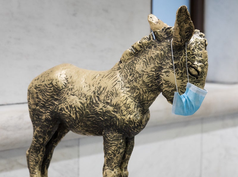 Artie the Donkey wearing a blue surgical face mask